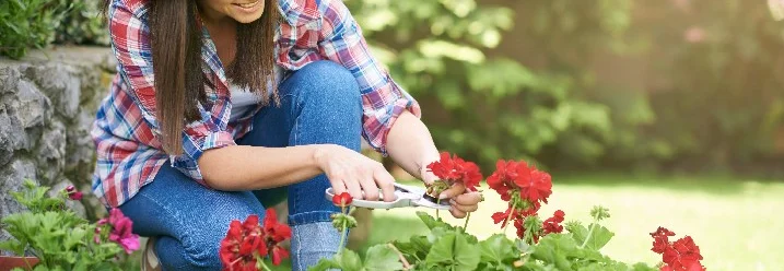 Person schneidet rote Blumen mit Gartenschere